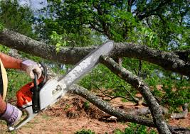 Best Stump Grinding and Removal  in Zwolle, LA