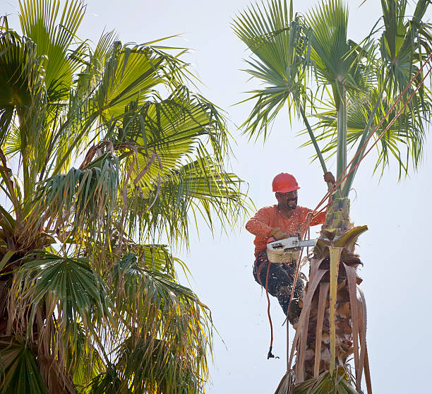 Best Tree and Shrub Care  in Zwolle, LA