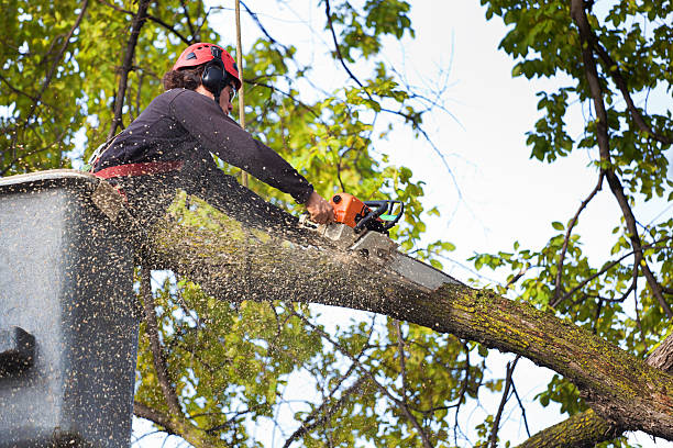 Best Tree Maintenance Programs  in Zwolle, LA